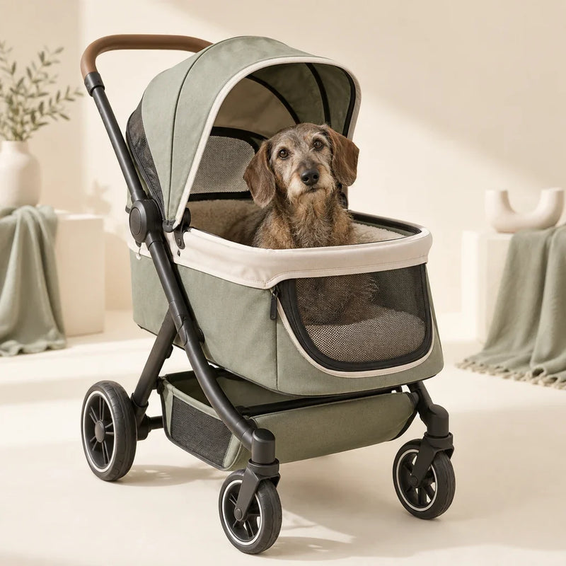 Wirehaired dachshund in a sage dog stroller