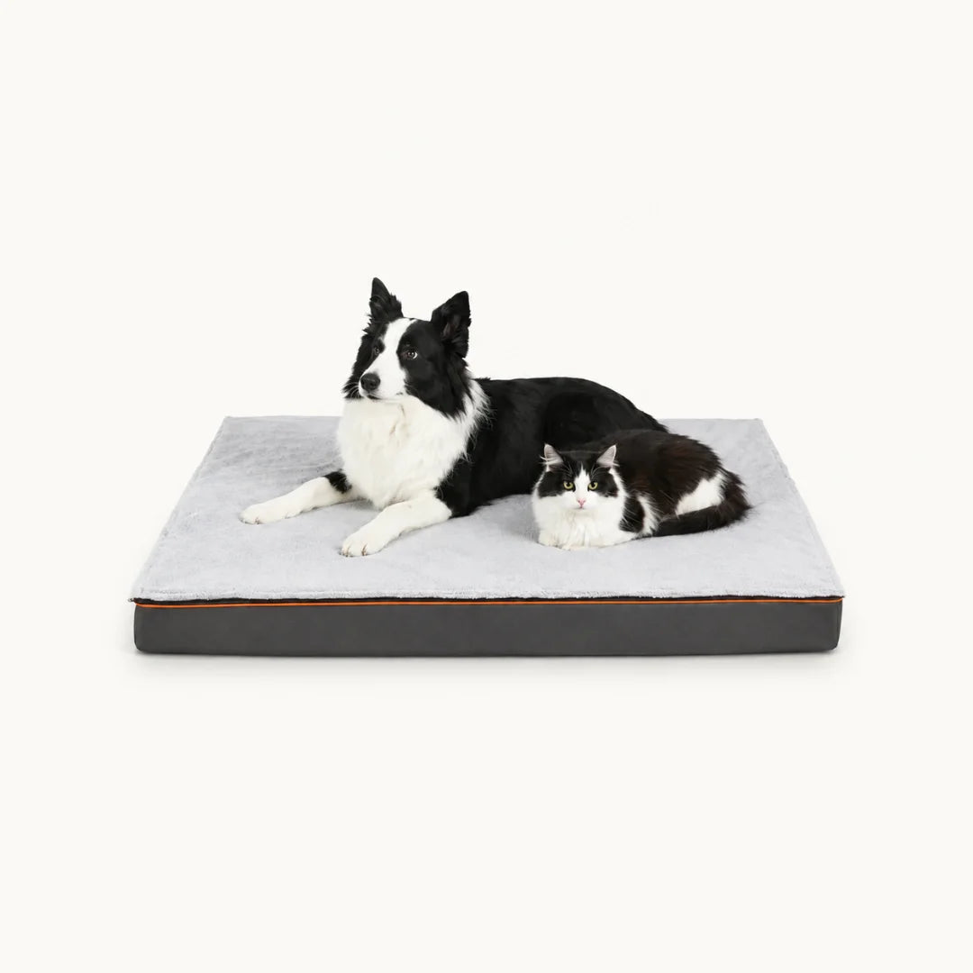 A medium-sized dog and a cat lying side-by-side on a premium rectangular pet bed, isolated on a white background.