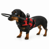 Harnais de protection DogHalo pour chiens aveugles