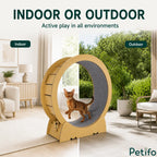 Abyssinian cat running inside a wooden exercise wheel split between indoor living room and outdoor patio settings.