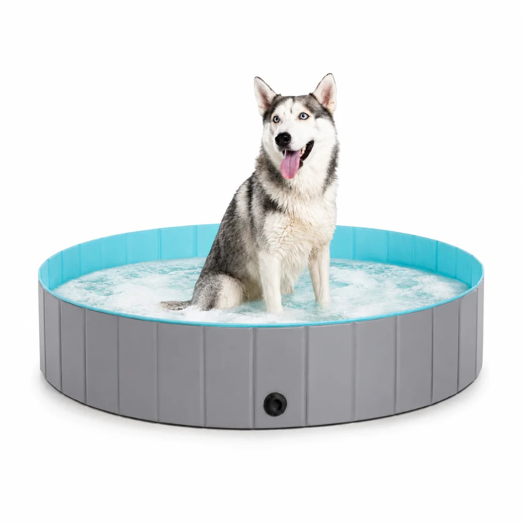 Siberian Husky sitting inside a gray Petifo foldable dog swimming pool filled with water.