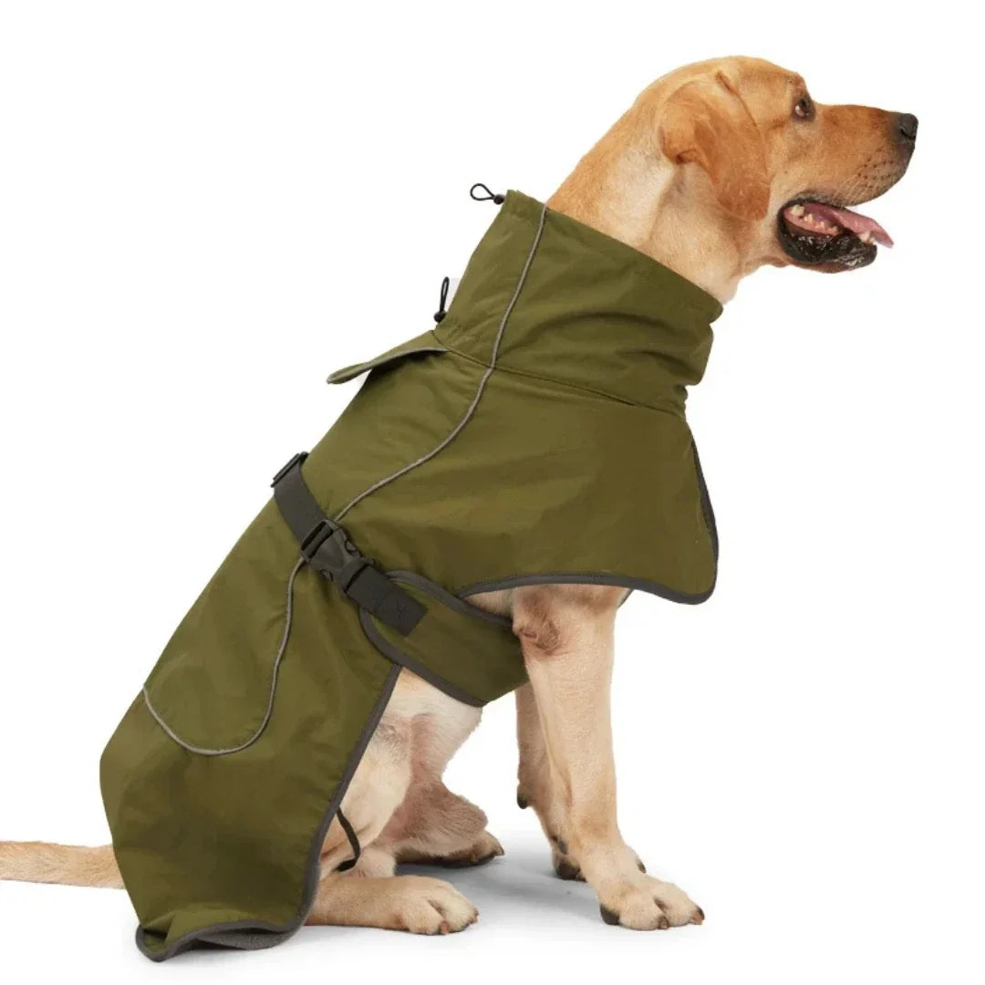 Labrador retriever sitting and wearing an olive green waterproof winter dog coat with a high collar on a white background.