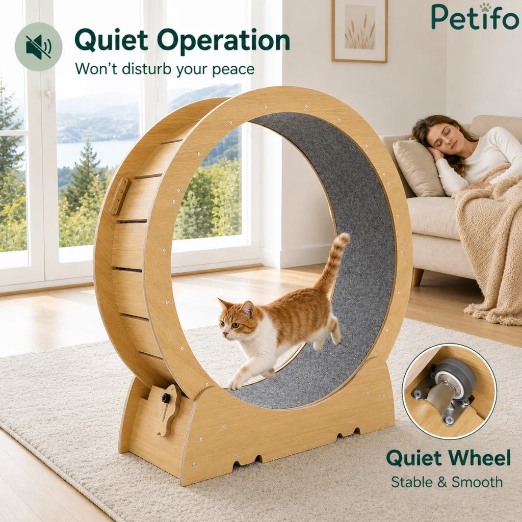 Ginger cat running inside a quiet Petifo cat exercise wheel while a woman rests peacefully on a couch nearby