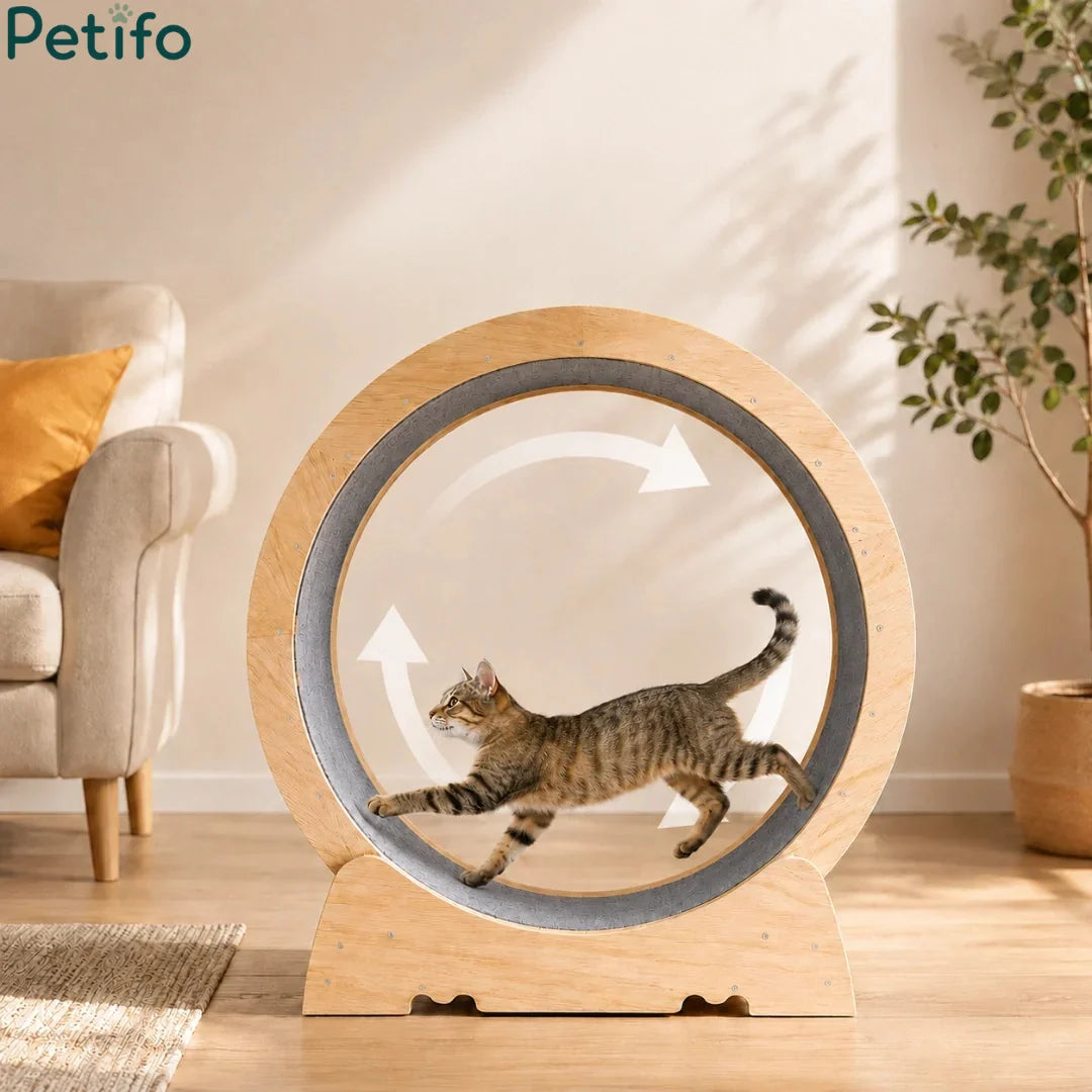 Tabby cat running inside a wooden Petifo cat running wheel featuring direction arrows in a bright living room.