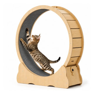 Tabby cat stretching upwards inside a wooden Petifo cat exercise wheel against a white background.
