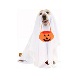 Costume d’Halloween avec panier citrouille pour chiens