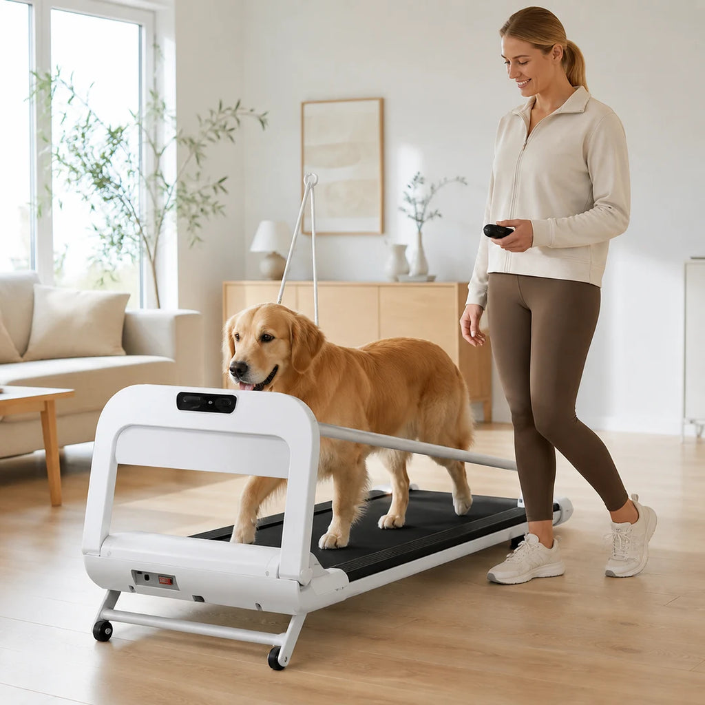 Tapis de course pour chien utilisé à l’intérieur avec télécommande