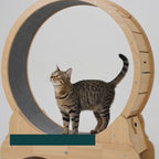 Cat running on the Tassiloop wooden exercise wheel – Petifo