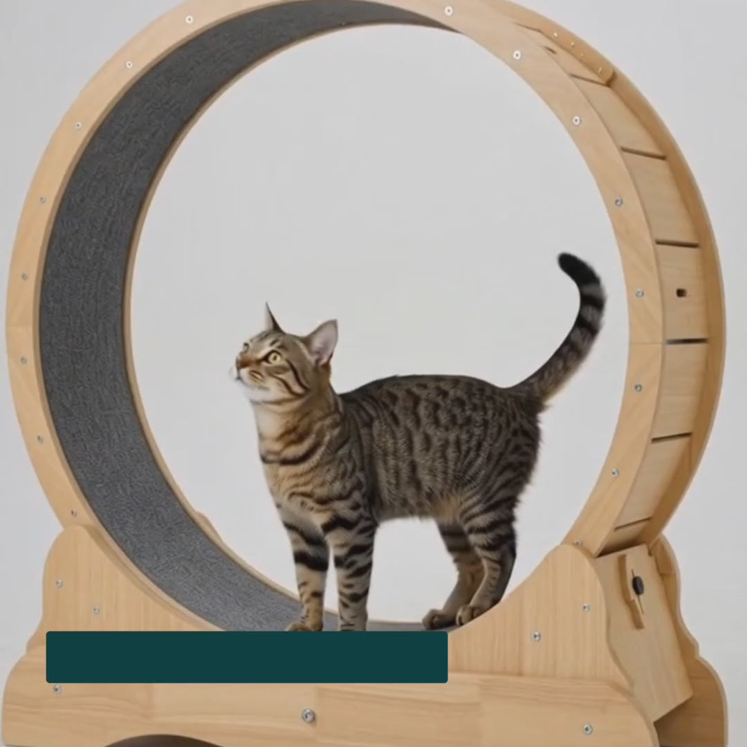 Cat running on the Tassiloop wooden exercise wheel – Petifo