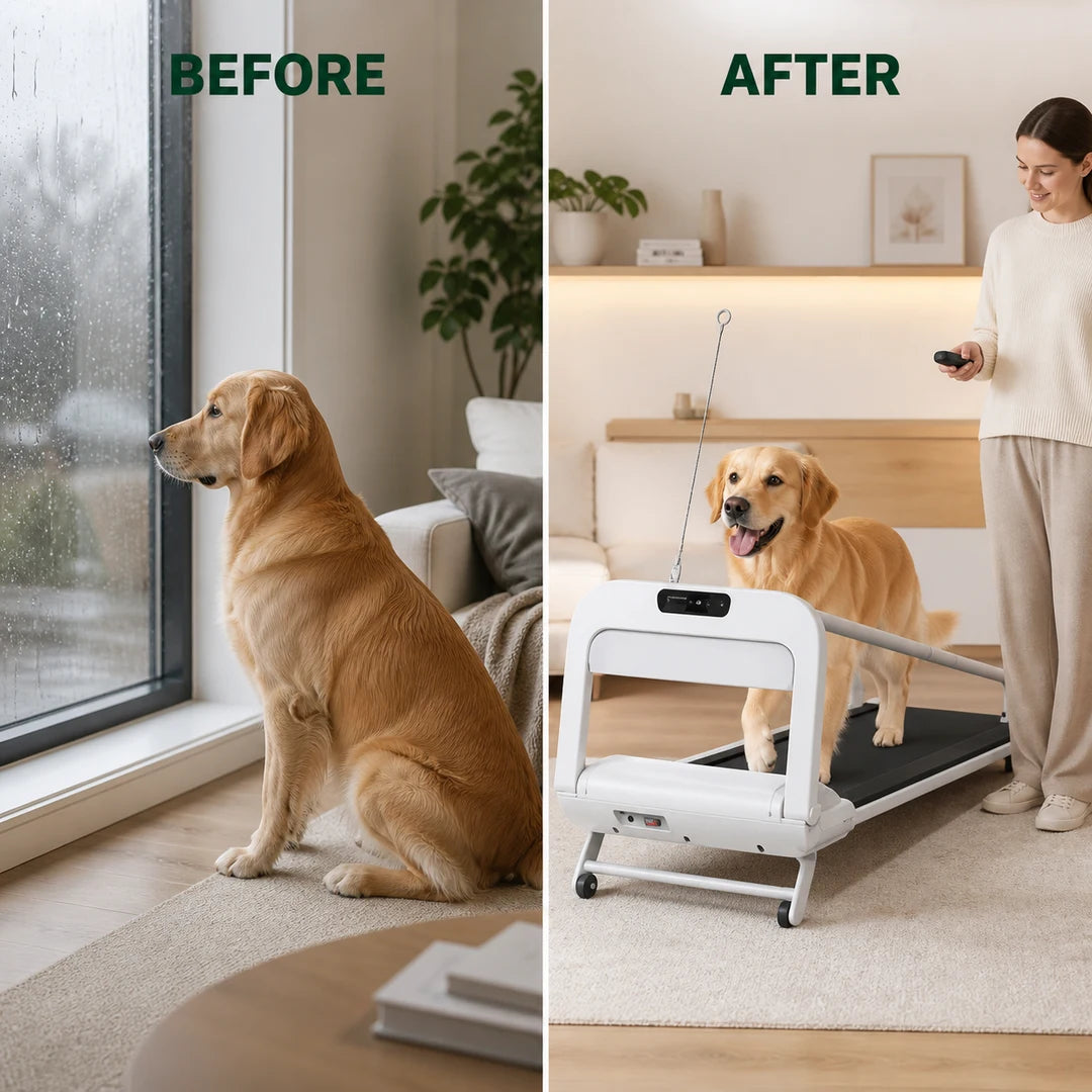 Comparaison avant et après de l’exercice du chien en intérieur